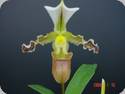 Paph. tranlienianum